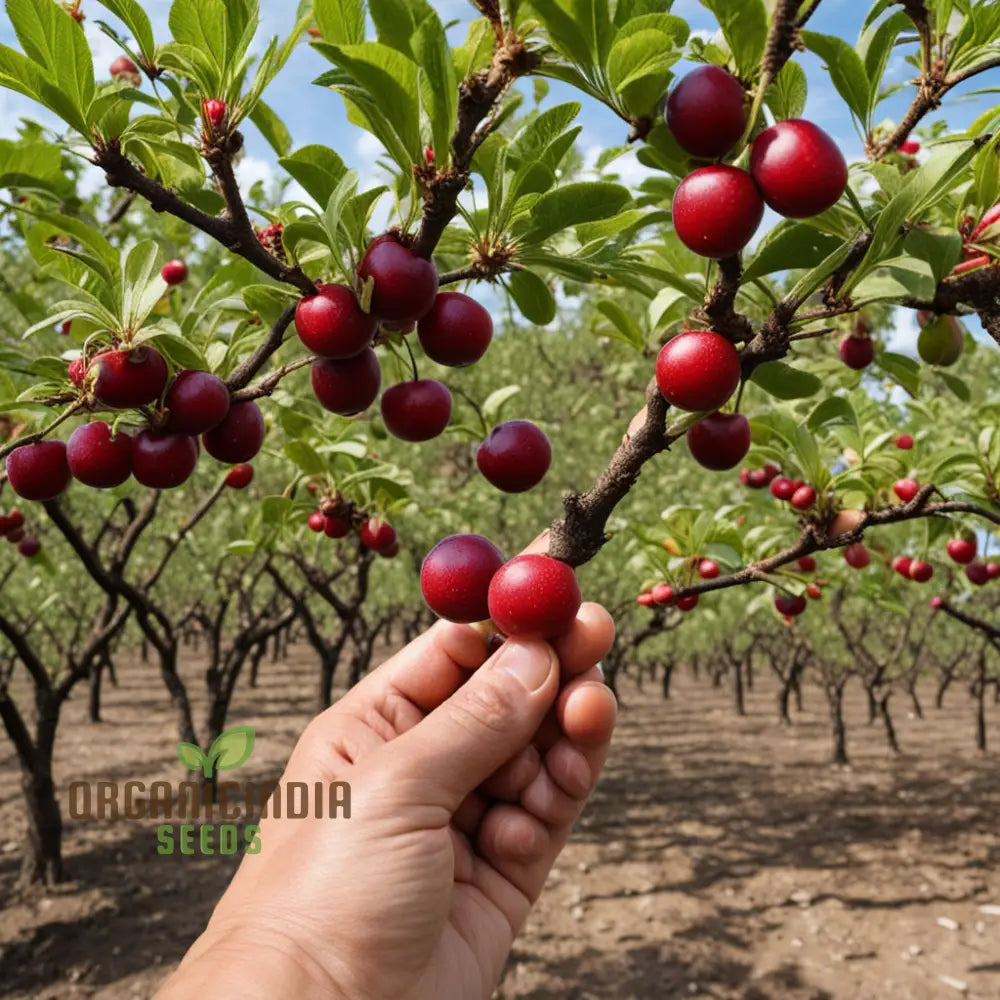 Non-GMO Cherry Plum seeds for growing sweet and juicy fruits