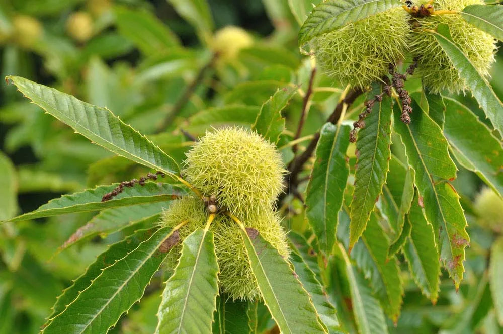 Non-GMO Chinquapin Chestnut Seeds for Organic Gardening