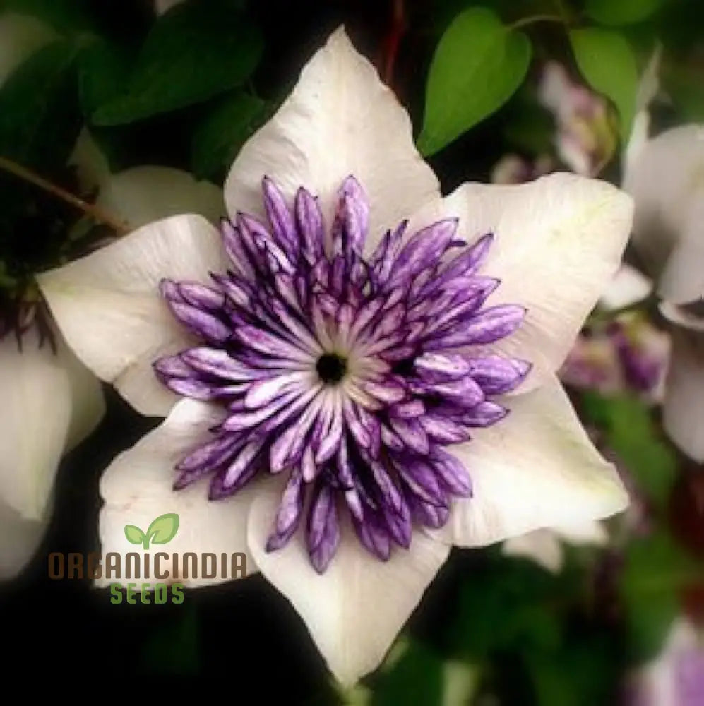 Non-GMO Clematis seeds for trellises and fences