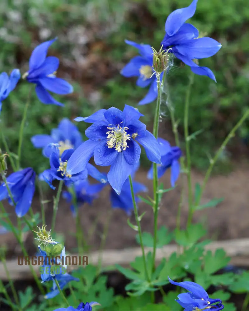 Non GMO columbine seeds blue and white blooms