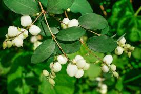 Non-GMO Common Snowberry Seeds for Outdoor Planting