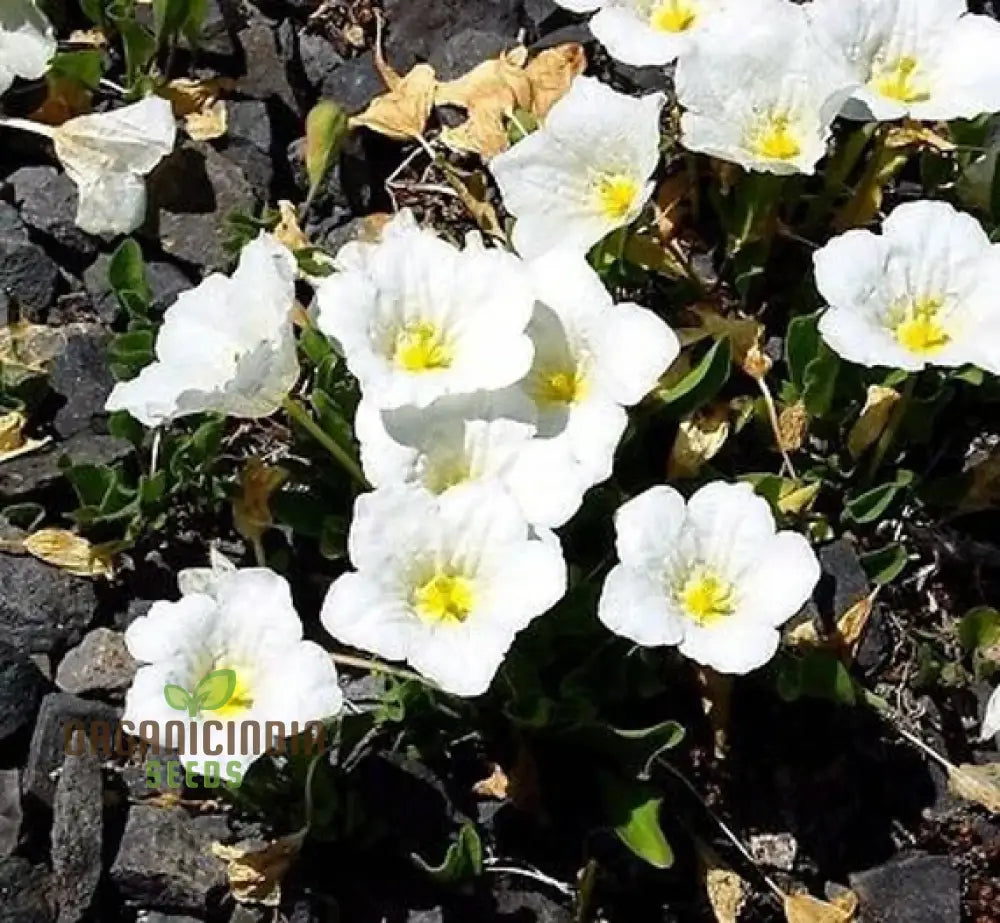 Non-GMO Cup Flower seeds white summer blooms