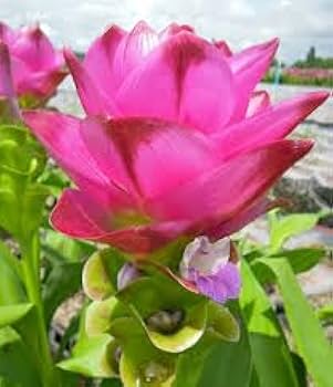 Non-GMO Curcuma seeds soft pink flowering plants