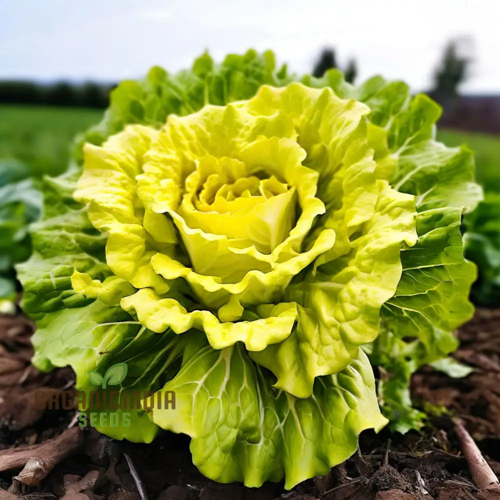 Non-GMO Curly Endive Seeds Pack for Home Garden Planting