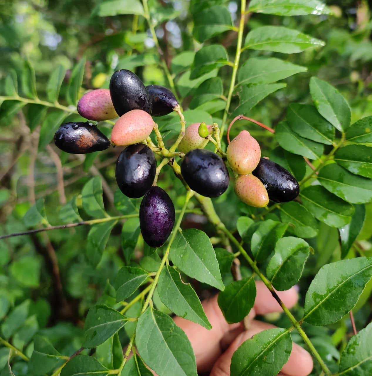 Non-GMO Curry Leaf Seeds for Growing Aromatic Plants