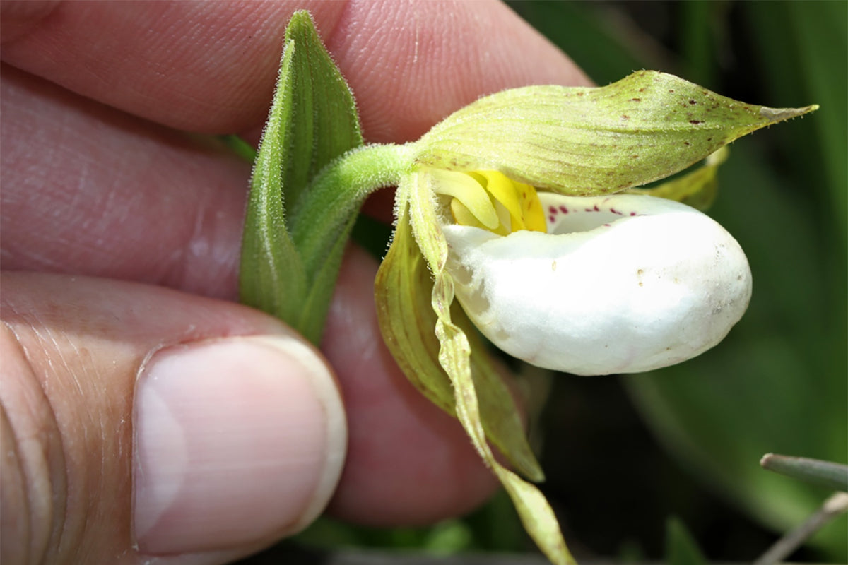 Non-GMO Cypripedium seeds white orchid flowers