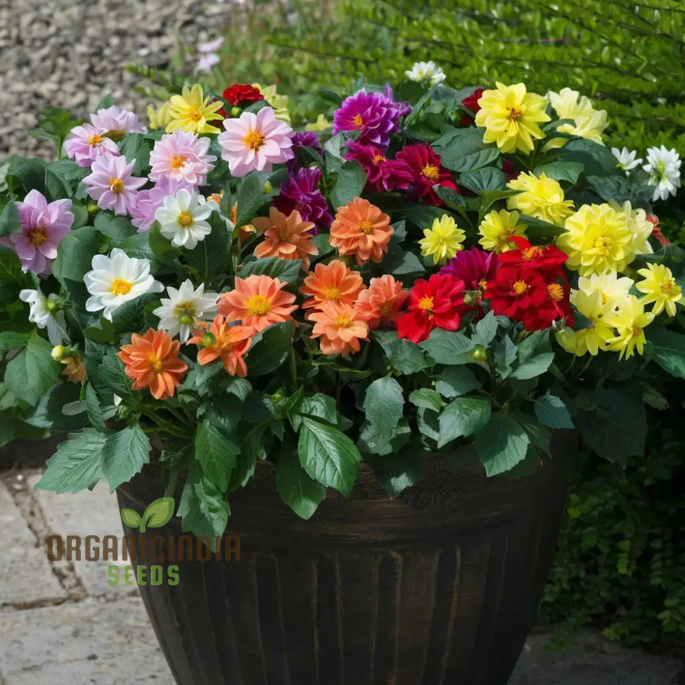 Non GMO dahlia mixed seeds bright garden blooms