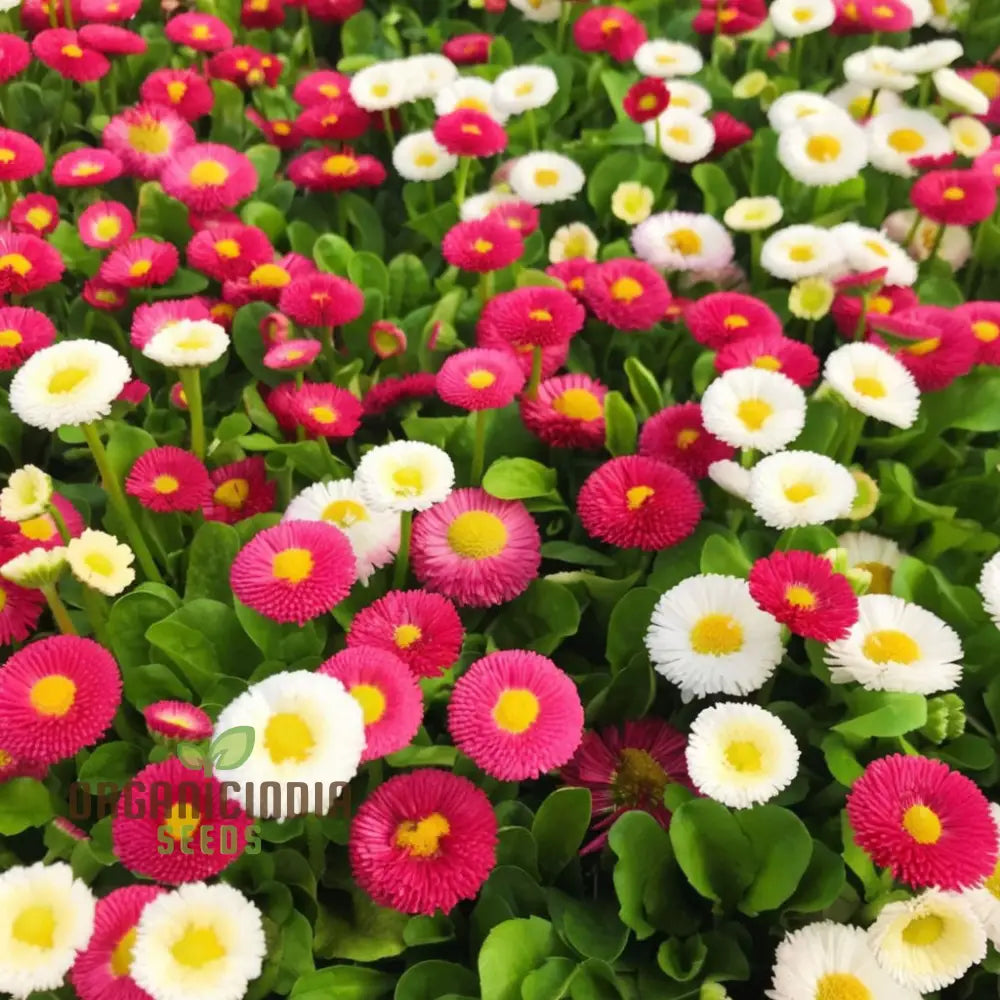 Non-GMO Daisy Mixed Flower Seeds for Home Gardening