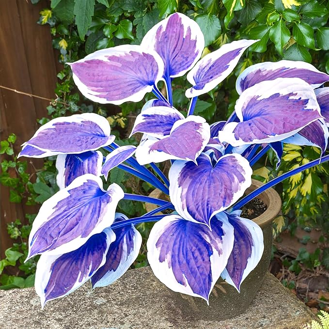 Non-GMO Dark Blue Hosta Seeds Easy-to-Grow Shade Perennials