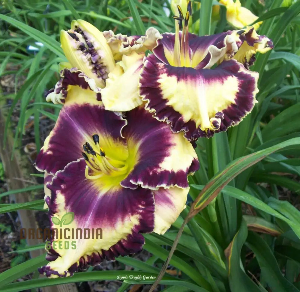 Non-GMO daylily seeds tawny orange blooms