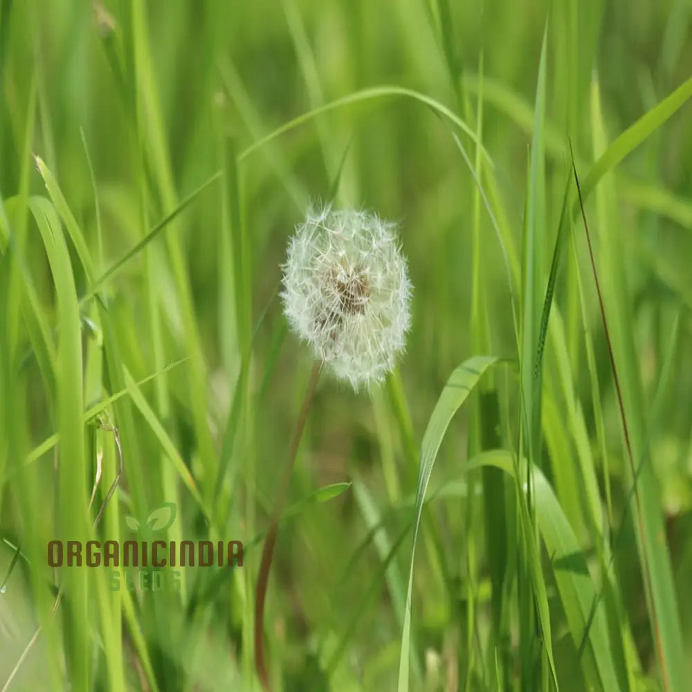 Non-GMO Dente Di Leone Seeds for Ornamental Gardening