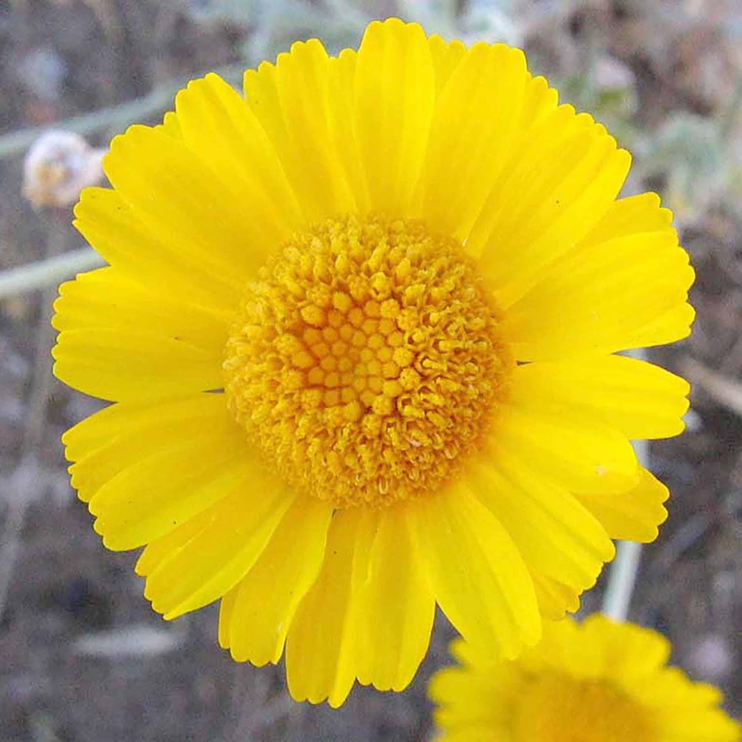 Non-GMO Desert Marigold seeds drought resistant flowers