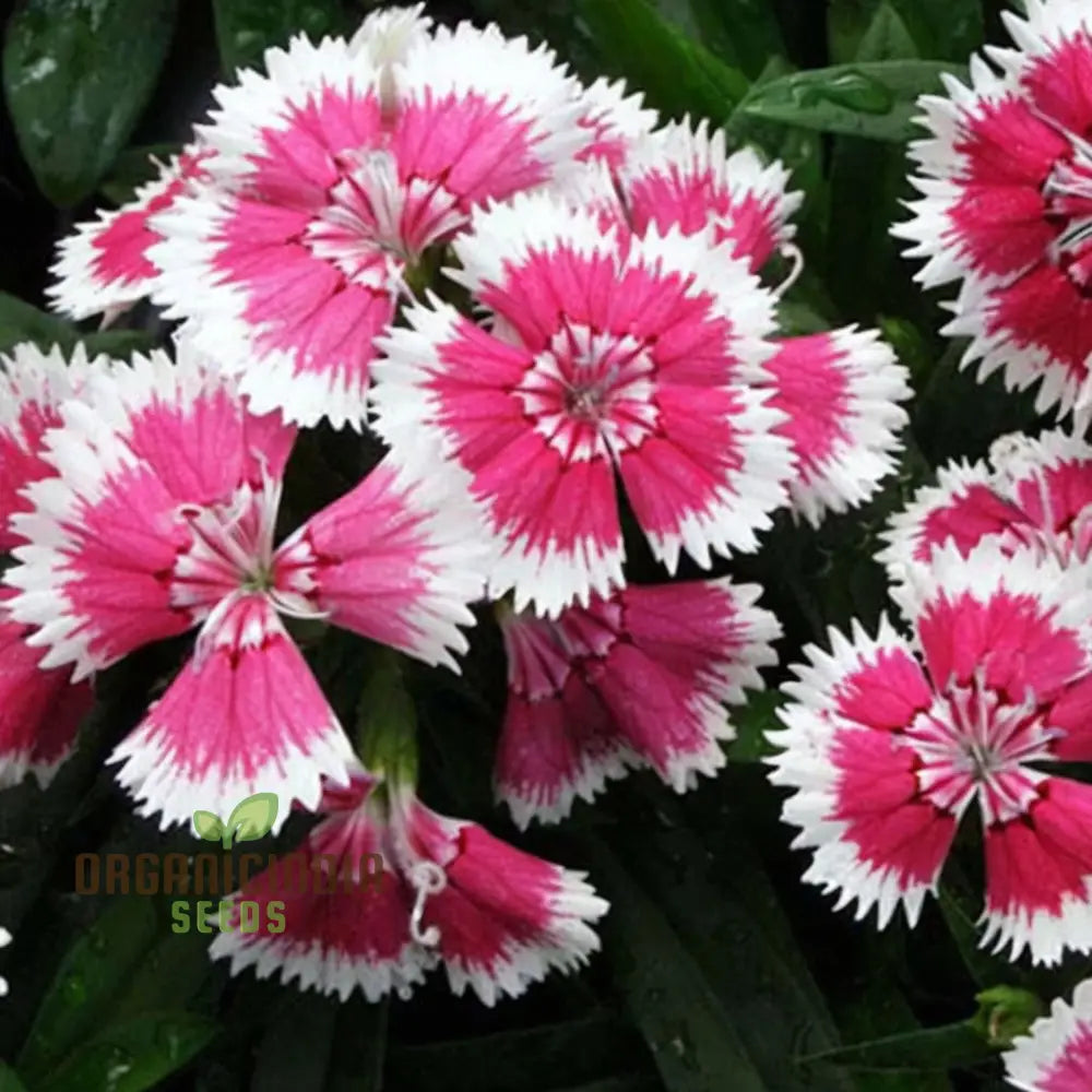 Non-GMO Dianthus F1 Grace Double seeds