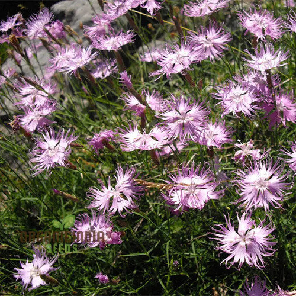 Non-GMO Dianthus monspessulanus Seeds for Home Gardening