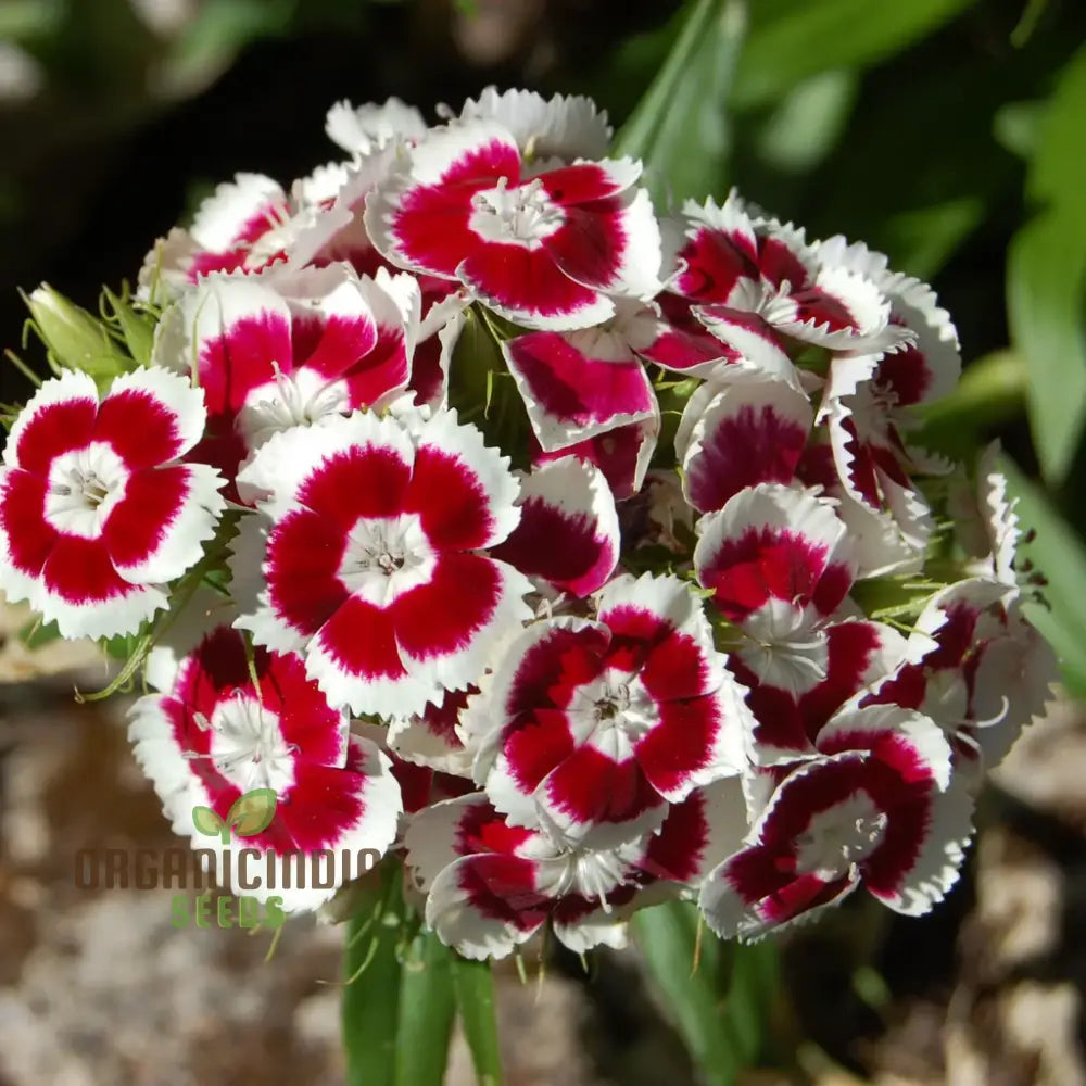 Non-GMO Dianthus seeds mixed color flowers for gardens
