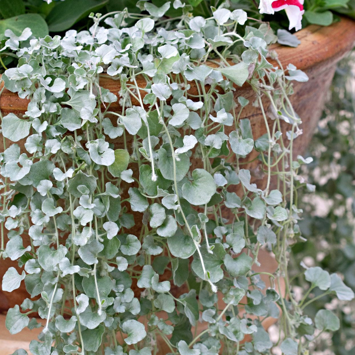 Non-GMO Dichondra Silver Falls and Emerald Falls Seeds