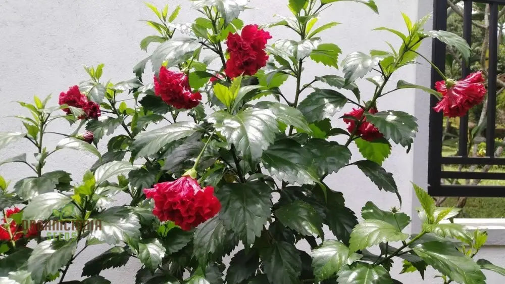 Non-GMO double hibiscus seeds red flowering plants