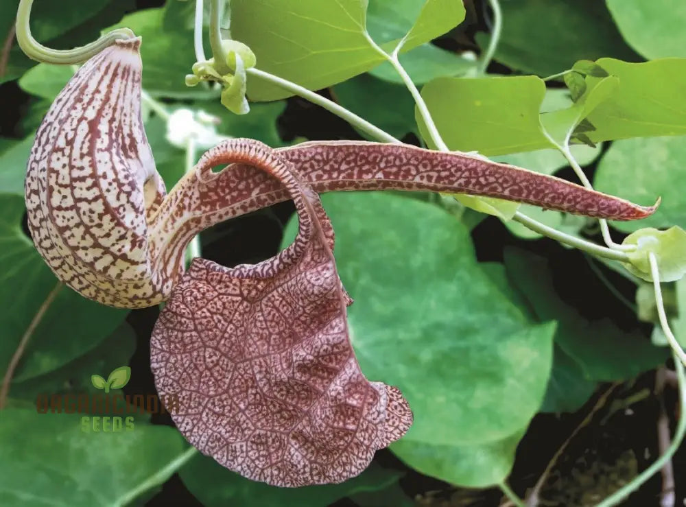 Non-GMO Dutchman's Pipe Vine seeds for gardens