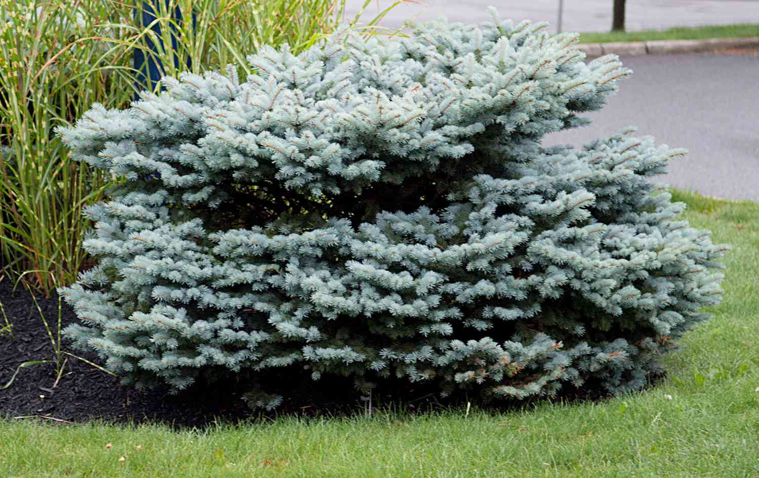 Non-GMO Dwarf Blue Shrub Seeds for Outdoor Planting