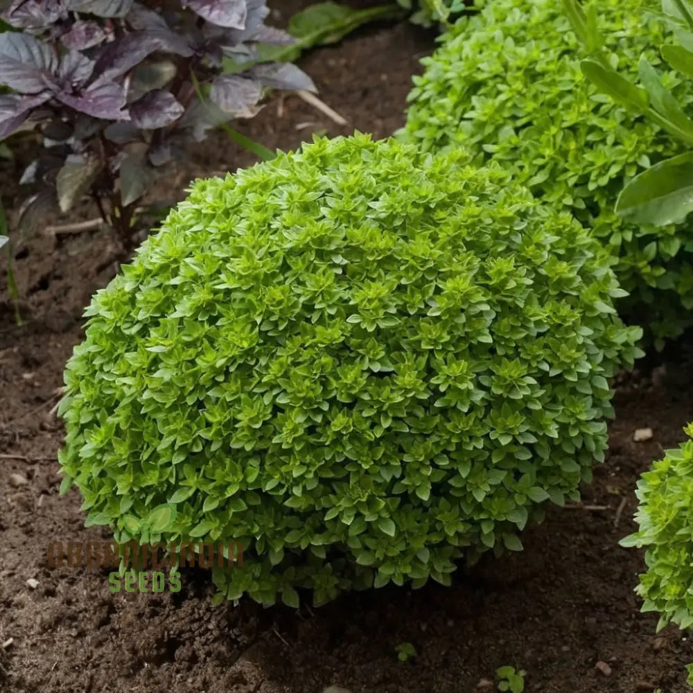 Non-GMO Dwarf Greek Basil Seeds for Culinary Use