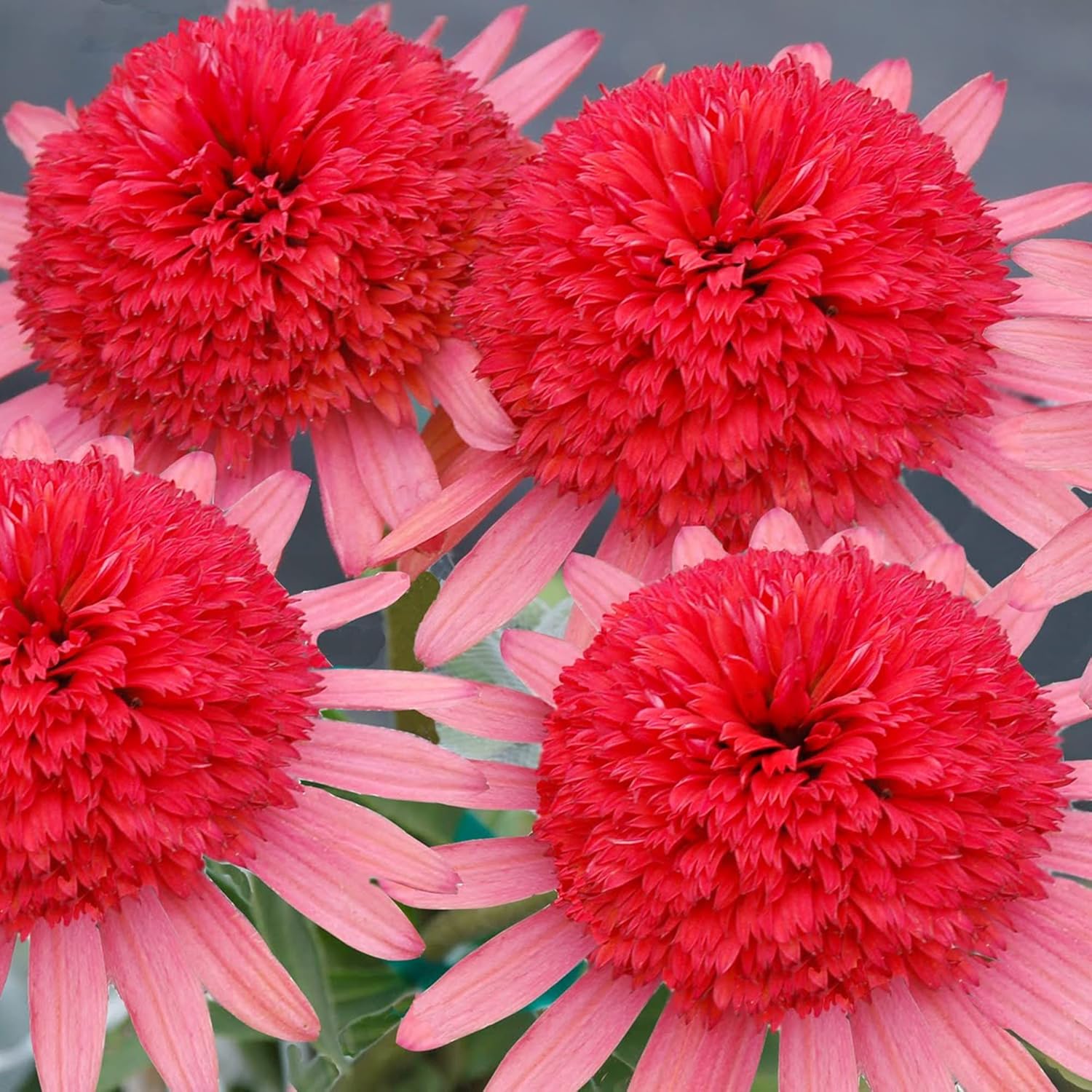 Non-GMO Echinacea flower seeds perennial outdoor plants