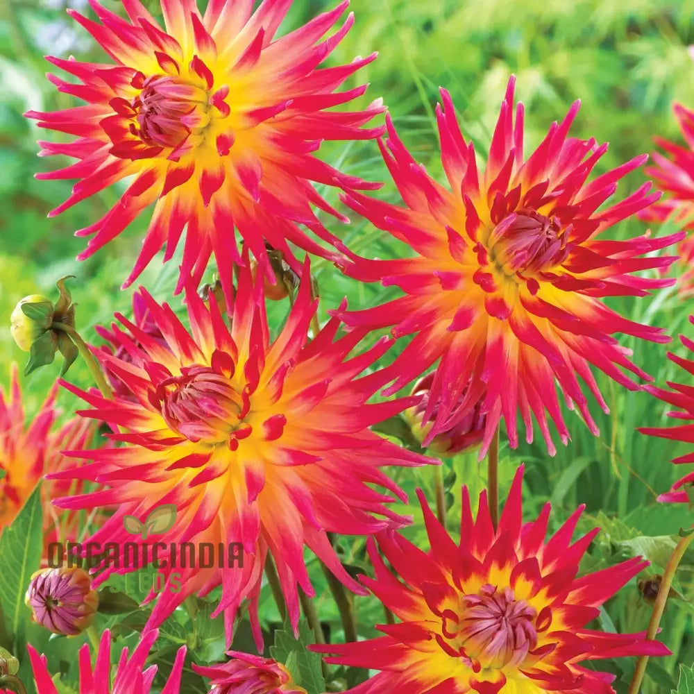 Non-GMO Electric Flash Dahlia seeds for summer blooms