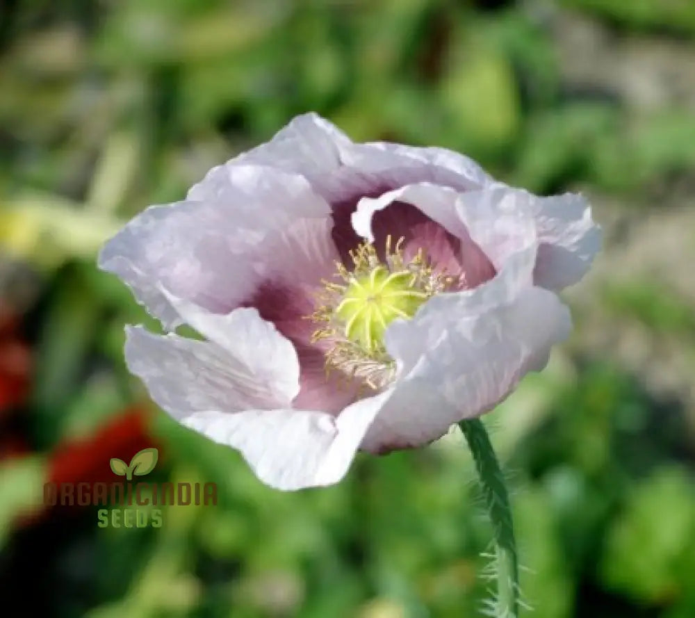 Non-GMO Elka White Poppy Seeds for Flower Beds