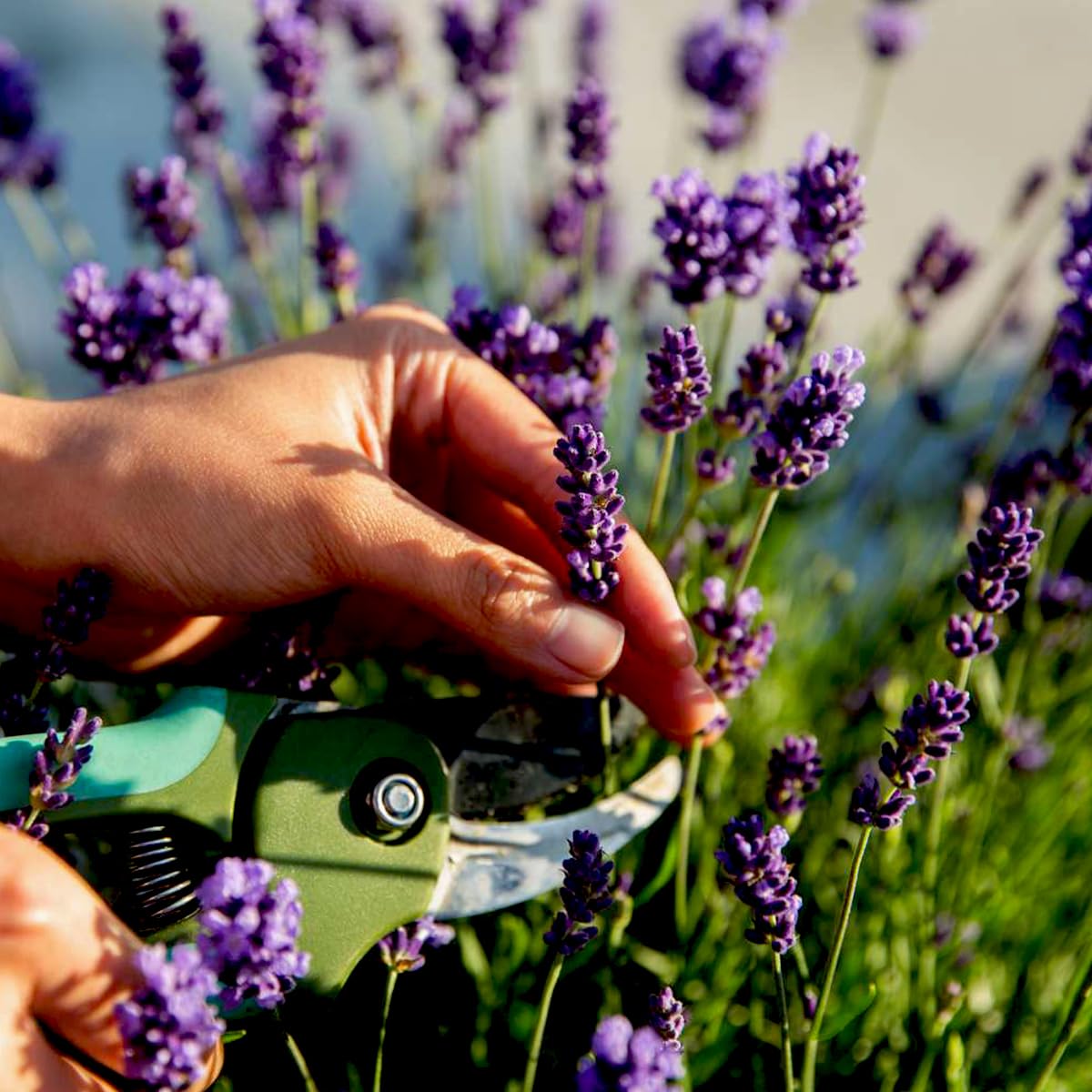 Non-GMO English lavender seeds aromatic blooms for gardening