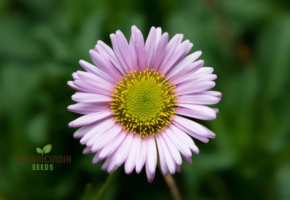 Non-GMO Erigeron seeds hardy coastal flowers