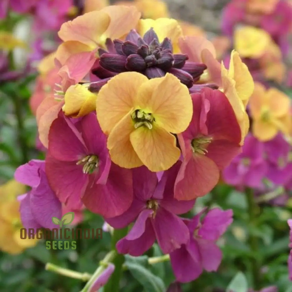 Non-GMO erysimum flower seeds bright hybrid flowers