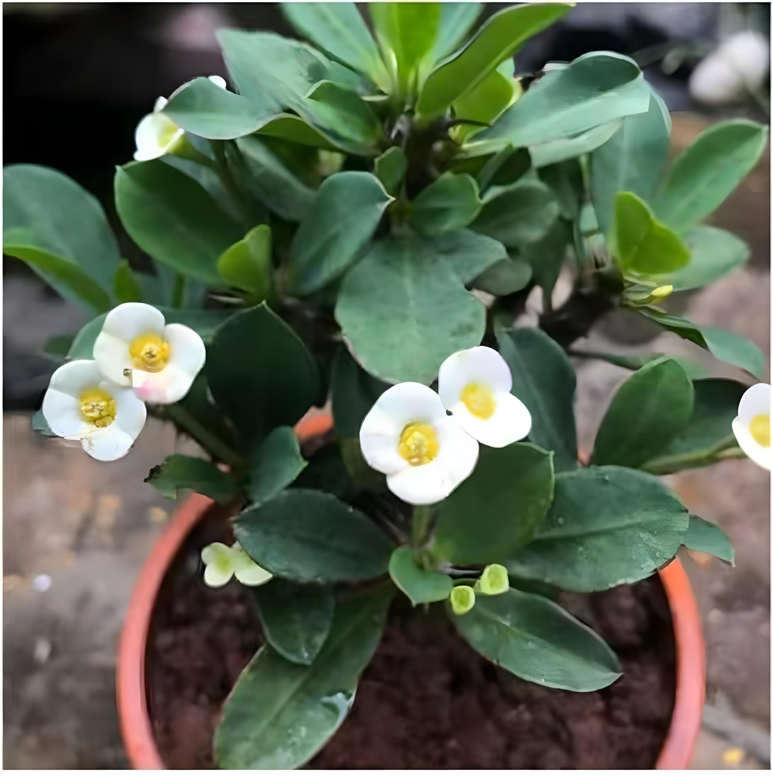 Non GMO Euphorbia Milii Seeds for Planting