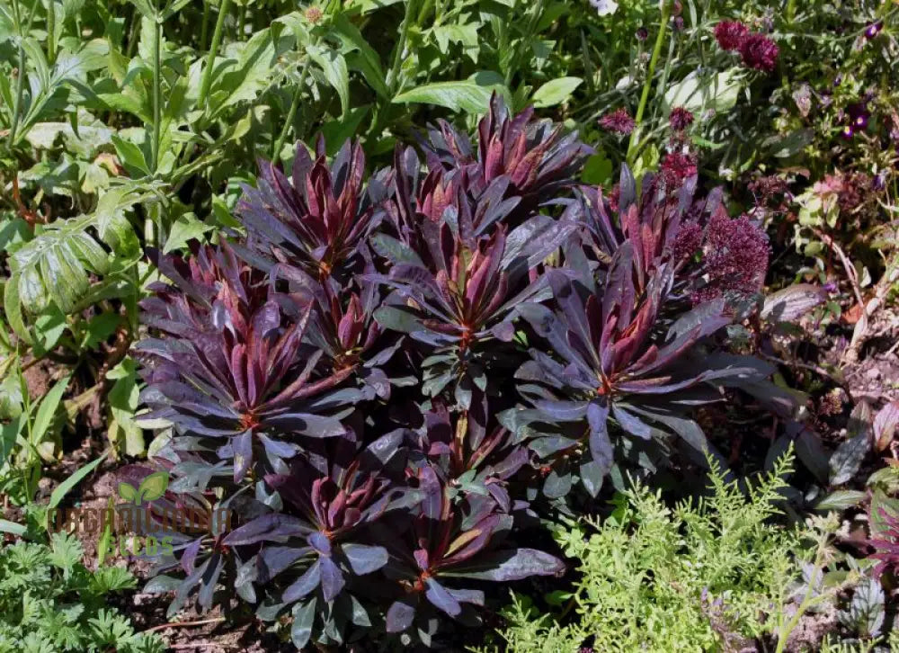 Non-GMO Euphorbia purpurea seeds for garden planting