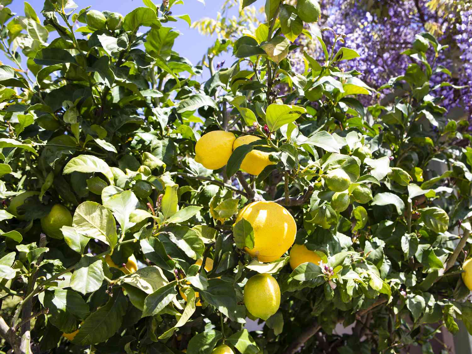 Non-GMO Eureka lemon seeds for growing citrus fruit trees
