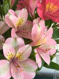 Non-GMO Flat Topped Flower Seeds for Outdoor Planting