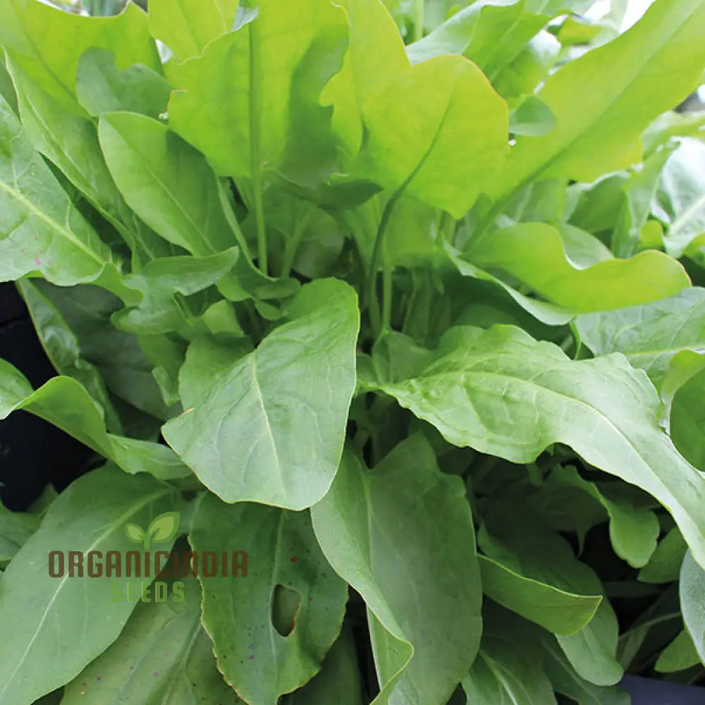 Non-GMO French Sorrel Seeds for Kitchen and Home Gardening