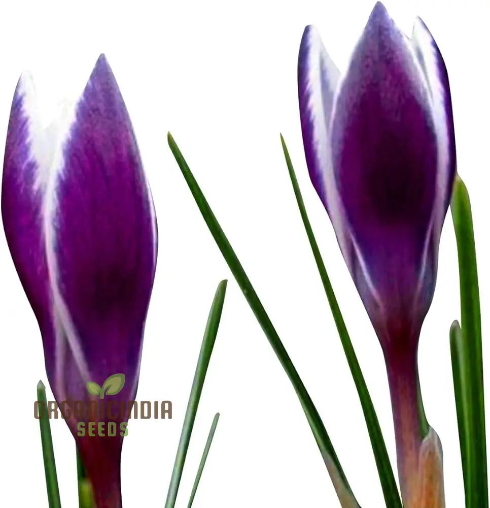 Non GMO Fuchsia Astoria Flower Seeds