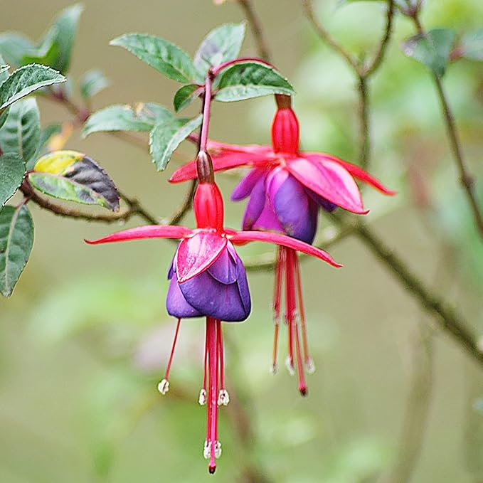 Non-GMO Fuchsia seeds colorful garden flowers