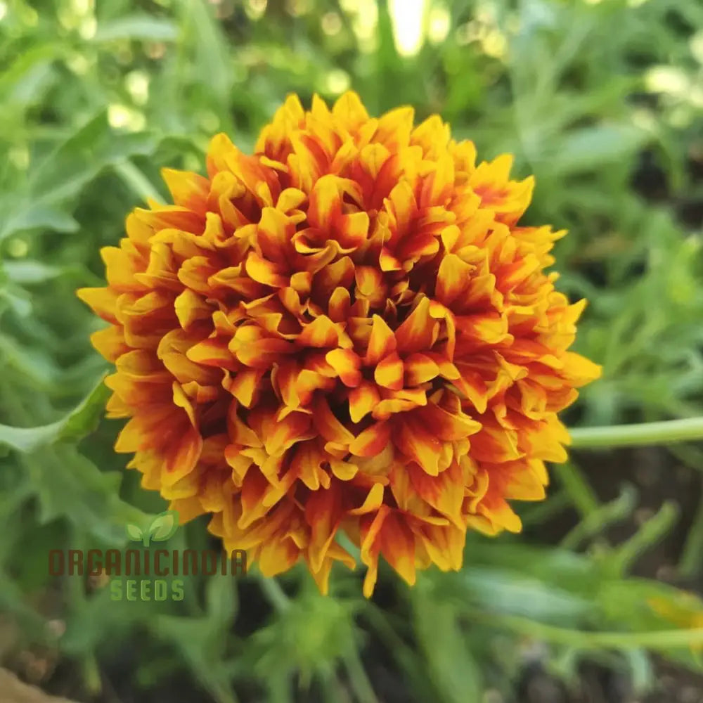 Non-GMO Gaillardia Mixed Seeds for Hardy Flowering Plants