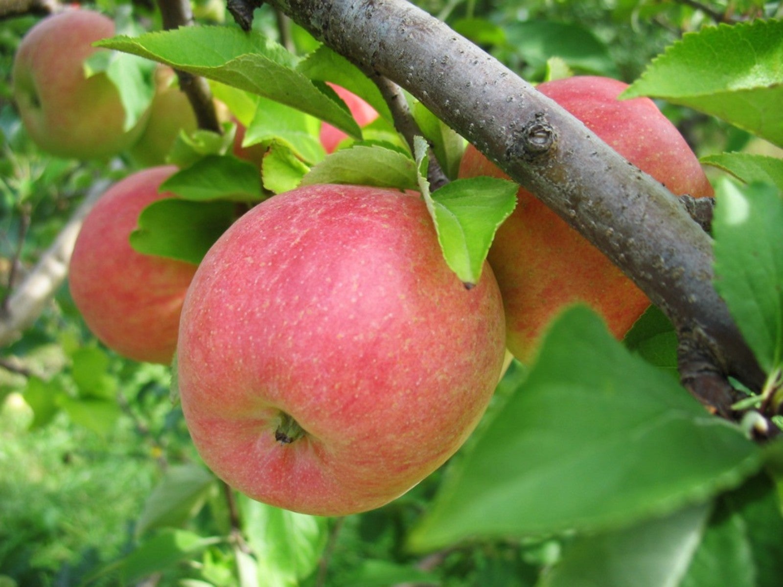 Non-GMO Gala apple seeds growing in containers