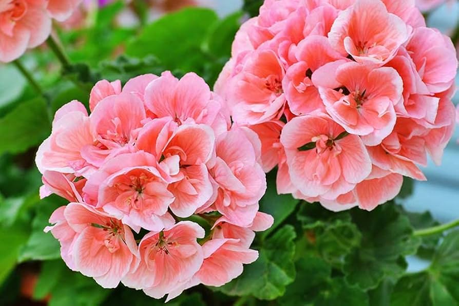 Non GMO Salmon and White Geranium Flower Seeds