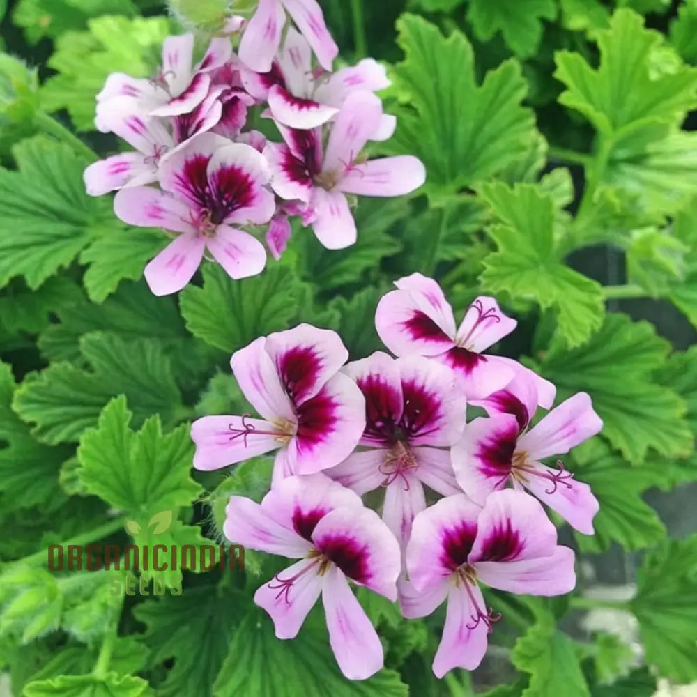 Non GMO citronella geranium seeds