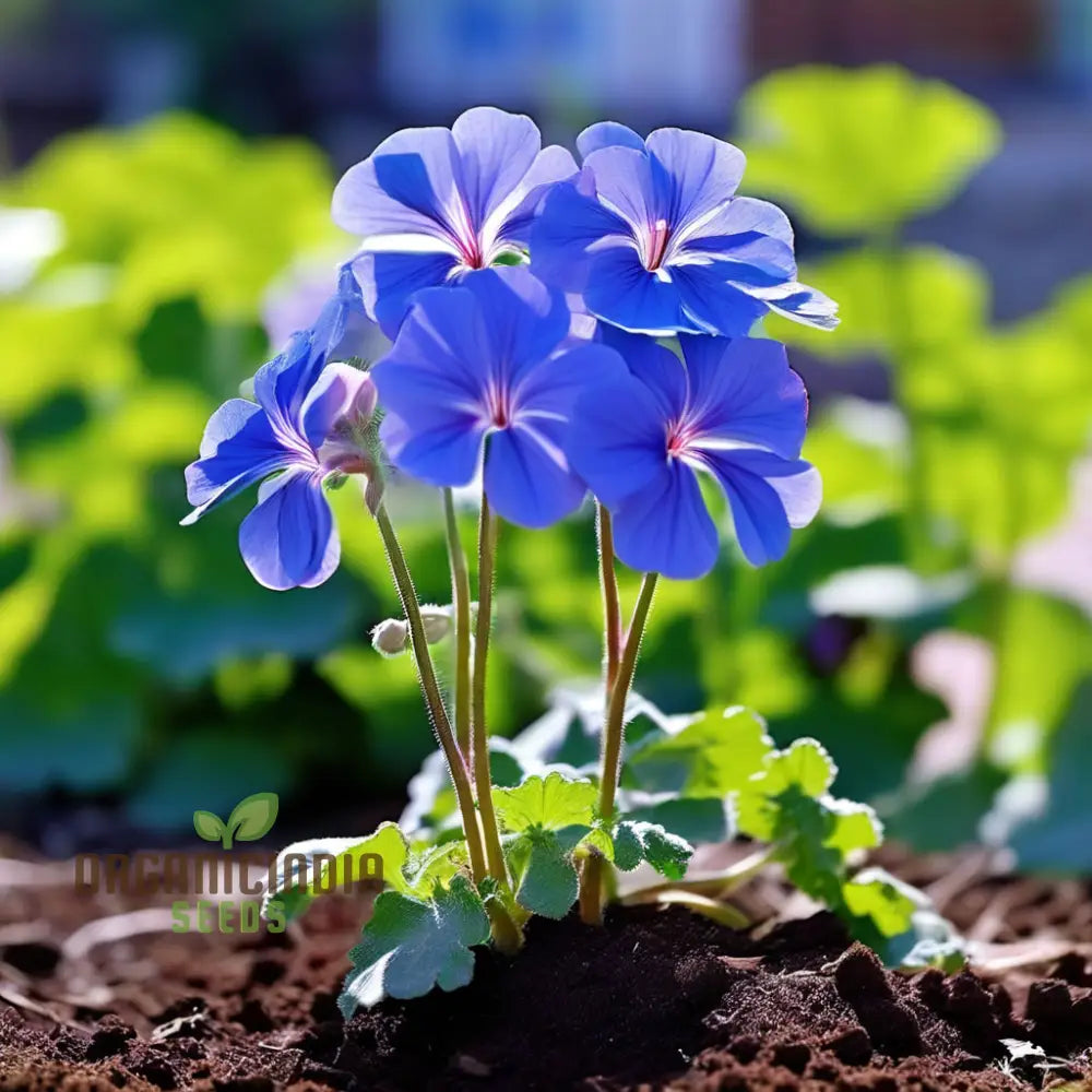 Non-GMO Geranium seeds for home gardening