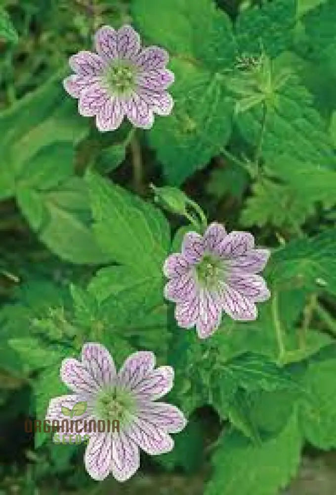 Non-GMO geranium seeds perennial garden blooms