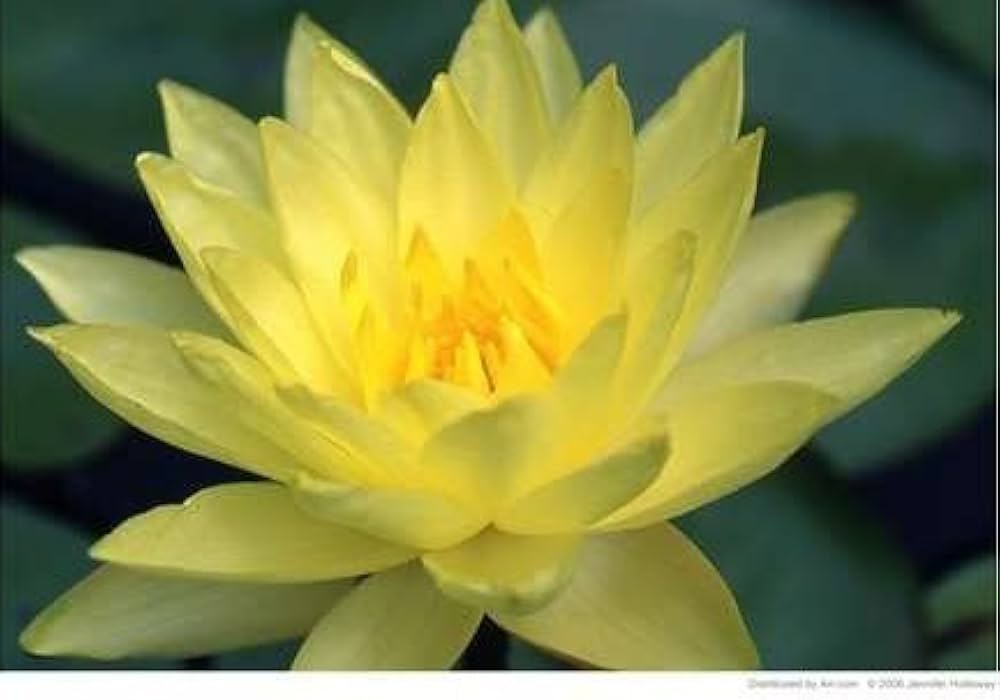 Non-GMO Giant Sunburst Lotus seeds easy to grow aquatic plants