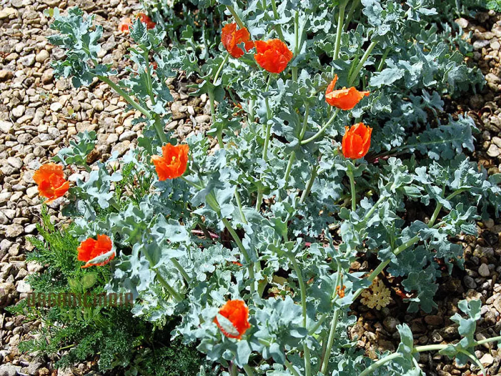 Non-GMO Glaucium Corniculatum Seeds for Unique Garden Flowers