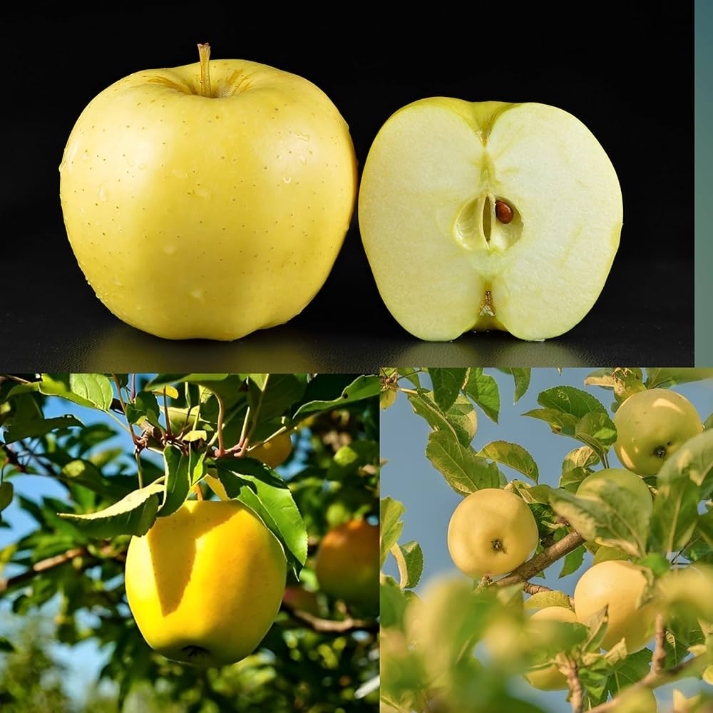 Non-GMO Golden Delicious apple seeds for fruit gardening