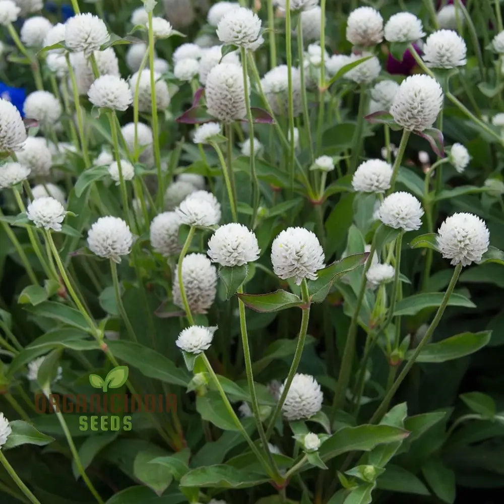 Non-GMO Gomphrena White Seeds for Home Gardening