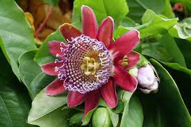 Non GMO Giant Granadilla Passion Flower Seeds