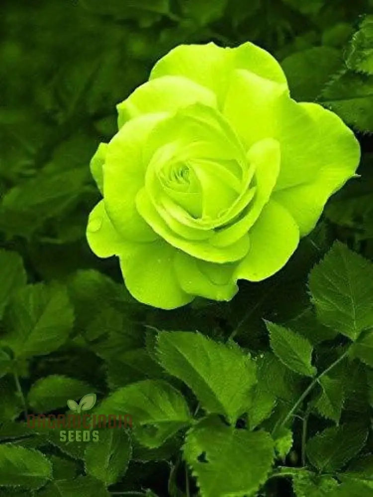 Non GMO Green Rose Seeds for Planting