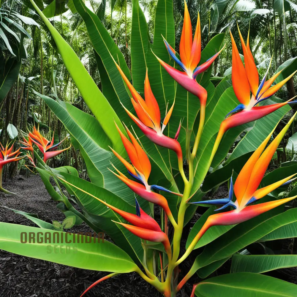 Non-GMO Heliconia Rostrata Seeds for Tropical Gardening